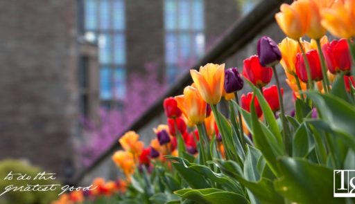 Cornell_spring_tulips