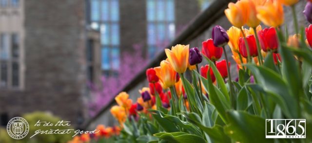 Cornell_spring_tulips