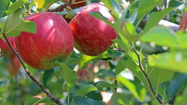 apples_tree