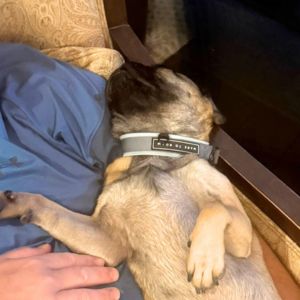 Cannelle_sleeping1
